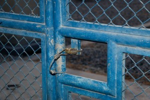 MG_0131-300x200