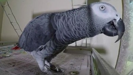 blog_bud_parrot