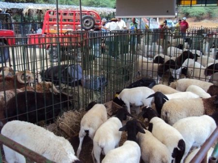 Arquivo2 Feira Pinhões