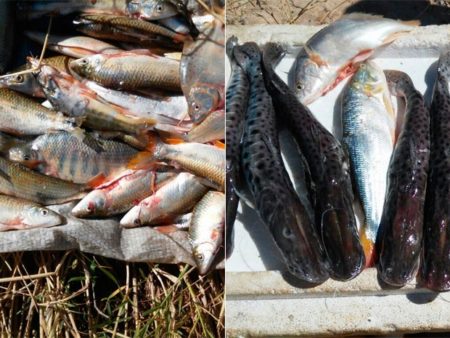 peixes_apreendidos